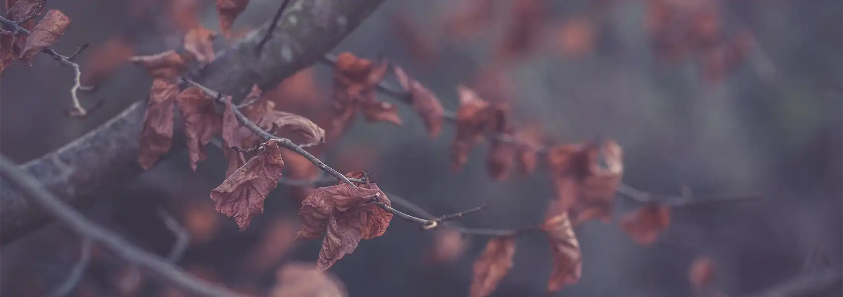 Depressionen - Hilfe und Therapie